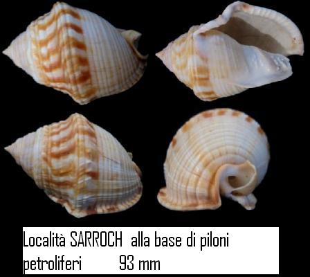 conferma Phalium granulatum freak